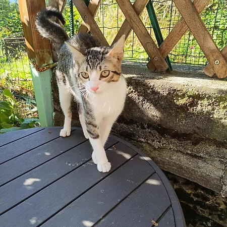 Tatil Evi Futopia - Sostenibile, Relax, Natura