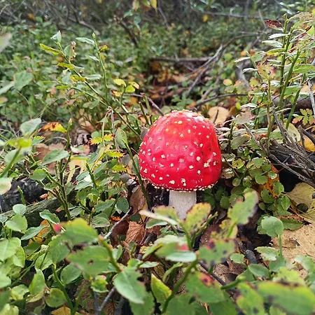 Futopia - Sostenibile, Relax, Natura Tatil Evi