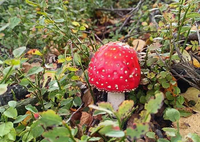 Rifugio Futopia - Alpi Graie Vakantiehuis